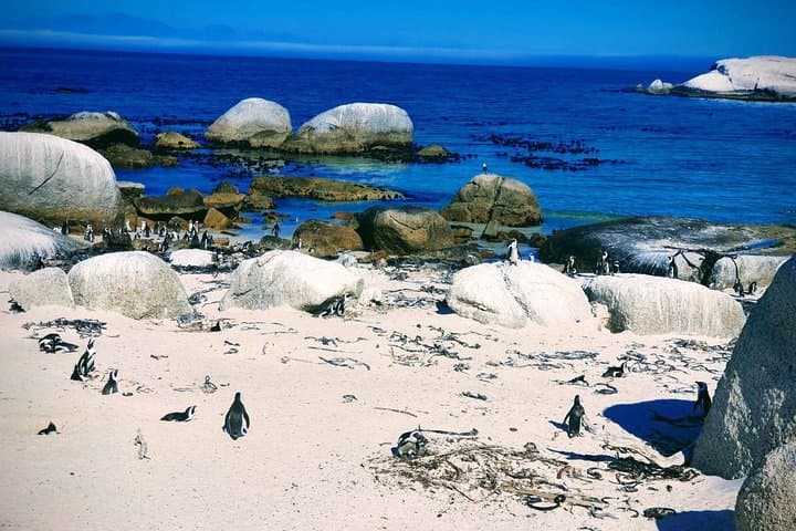 Half-Day Boulders Beach Penguin Tour from Cape Town — See African Penguins Up Close photo 2