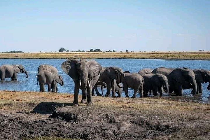 Hwange Safari Day Trip from Victoria Falls — Big Five & Birdlife in Hwange National Park photo 1