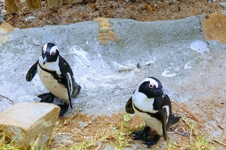 Half-Day Boulders Beach Penguin Tour from Cape Town — See African Penguins Up Close photo 5