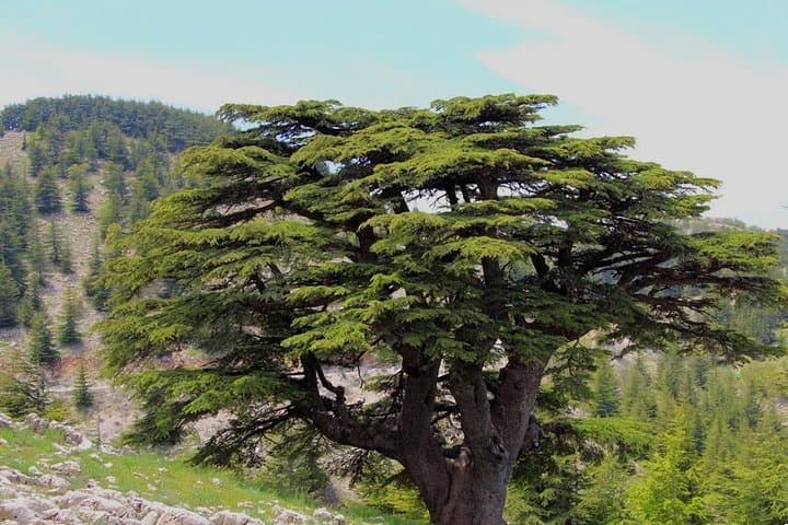 Full-Day Guided Tour to Beiteddine, Deir el Qamar & Shouf Cedars Reserve from Beirut photo 1