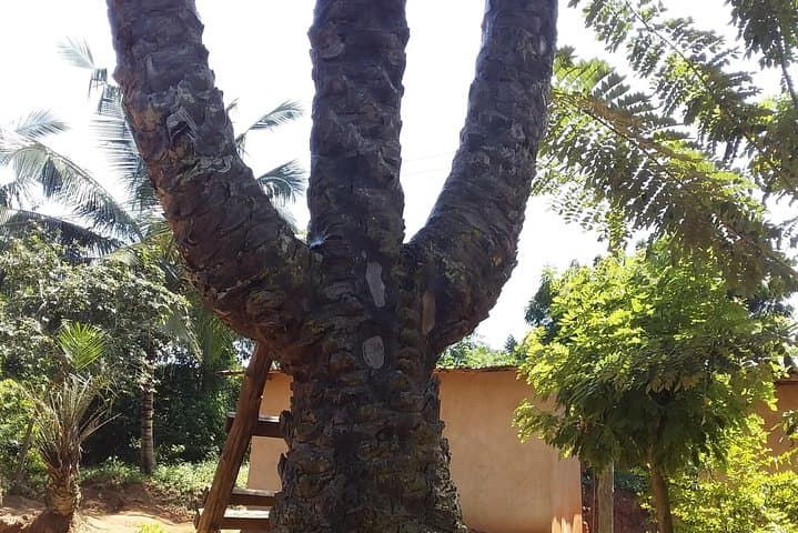 Aburi Botanical Gardens, Boti Falls & Tetteh Quarshie Cocoa Farm — Day Tour from Accra photo 6
