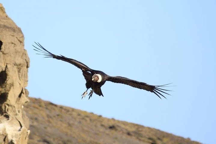 Condor Sighting & Estancia Lunch at Río Verde — Shore Excursion from Punta Arenas