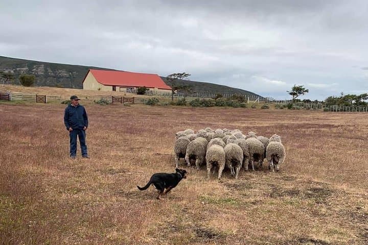 Condor Sighting & Estancia Lunch at Río Verde — Shore Excursion from Punta Arenas photo 6