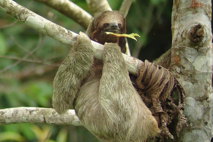 Ecogarden Arenal Sloth Tour — Guided Wildlife Walk Near La Fortuna photo 3