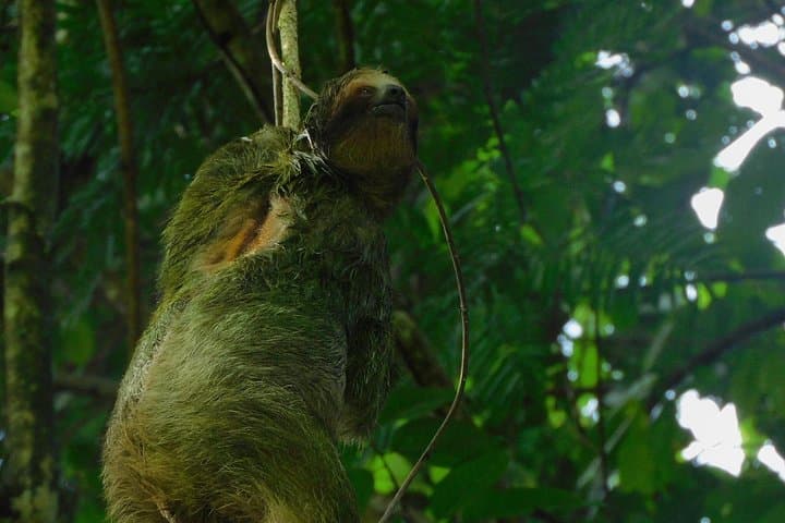 Ecogarden Arenal Sloth Tour — Guided Wildlife Walk Near La Fortuna photo 4