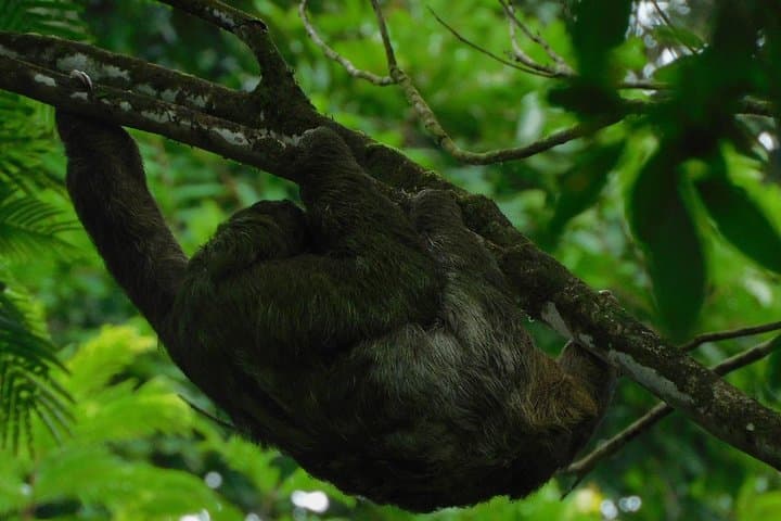 Ecogarden Arenal Sloth Tour — Guided Wildlife Walk Near La Fortuna photo 5
