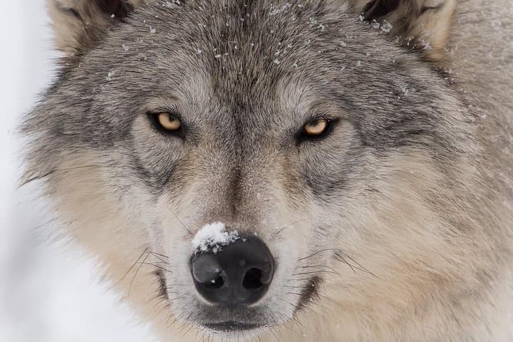 Alaska Wildlife Tour from Anchorage: AWCC, Turnagain Arm & Beluga Point photo 3
