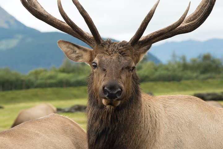 Alaska Wildlife Tour from Anchorage: AWCC, Turnagain Arm & Beluga Point photo 4