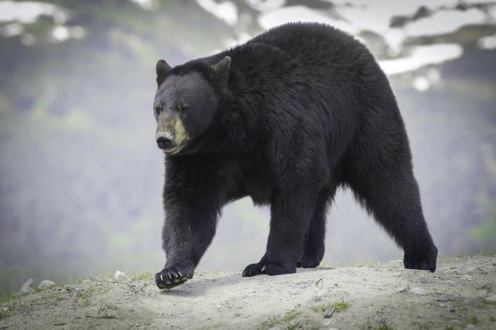 Alaska Wildlife Tour from Anchorage: AWCC, Turnagain Arm & Beluga Point photo 5