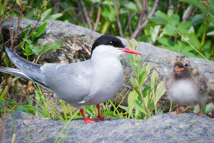 Alaska Wildlife Tour from Anchorage: AWCC, Turnagain Arm & Beluga Point photo 6