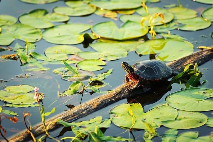 5-Day All-Inclusive Amazon River & Beach Adventure — Alter do Chão photo 5
