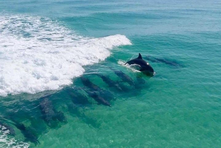 Destin Dolphin Cruise: Harbor Tour to Crab Island & Gulf Sightings photo 1