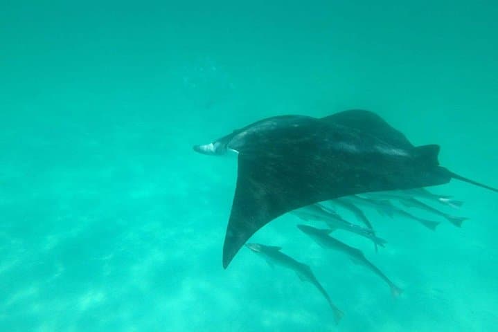 Destin Dolphin Cruise: Harbor Tour to Crab Island & Gulf Sightings photo 2