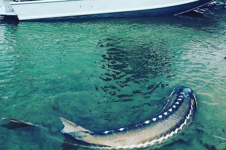 Fraser River Sturgeon Fishing: Full-Day Guided Trips from Chilliwack photo 3