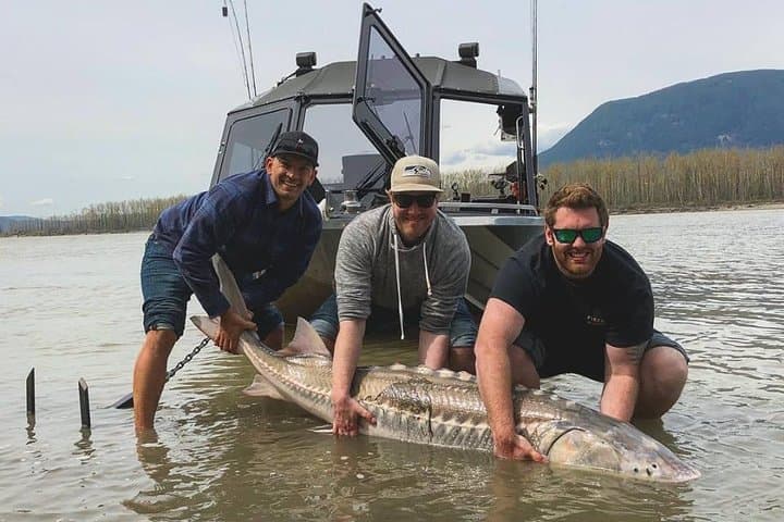 Fraser River Sturgeon Fishing: Full-Day Guided Trips from Chilliwack photo 4