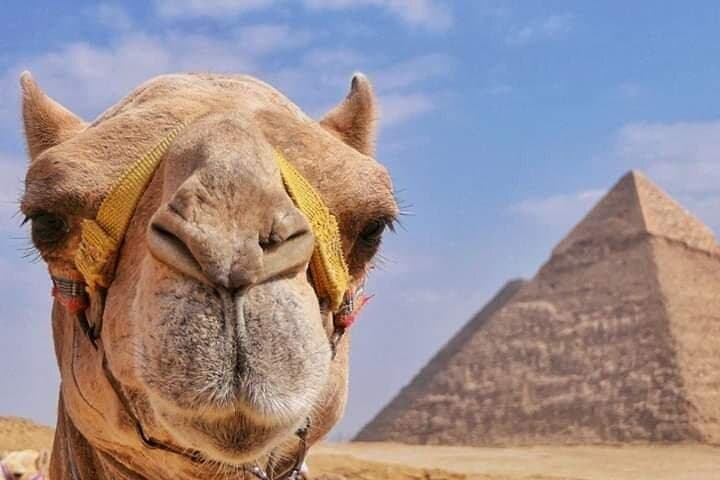 Camel Ride Around the Great Pyramids of Giza: What to Expect and Practical Tips photo 3