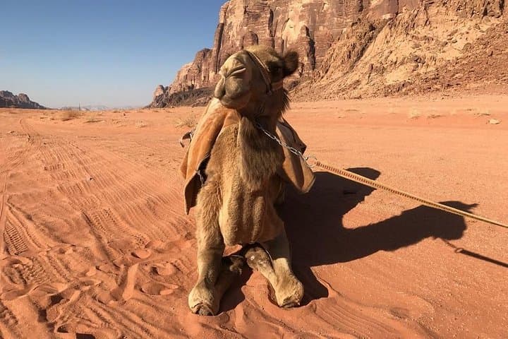 Jordan Red Jewels: 4-Day Petra, Wadi Rum & Aqaba Desert Escape photo 2