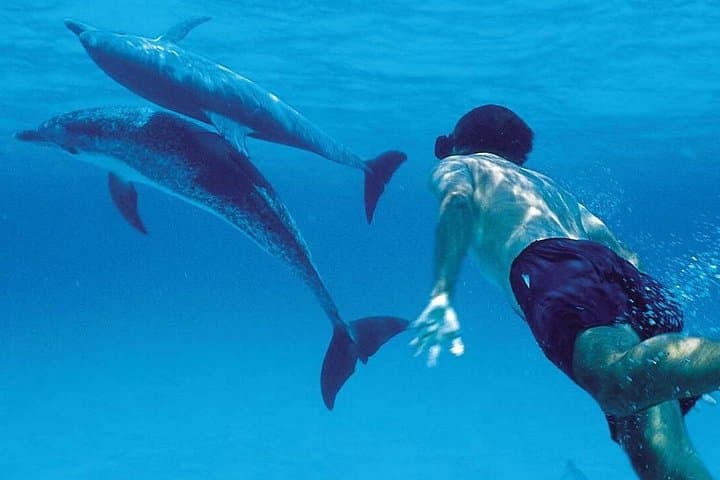 Half-Day Private Dolphins & Snorkeling Tour to Mnemba Island from Muyuni Beach