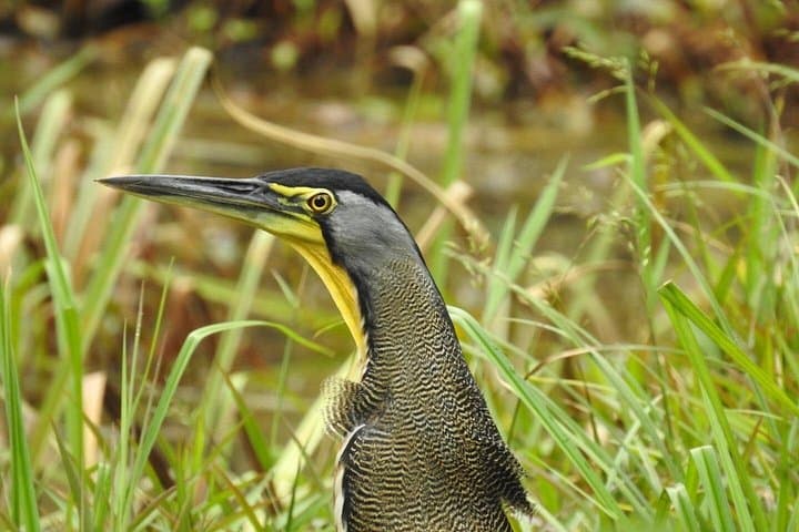 Rio Celeste Wildlife Boat Safari — Tenorio Birding & Photography Tour photo 4
