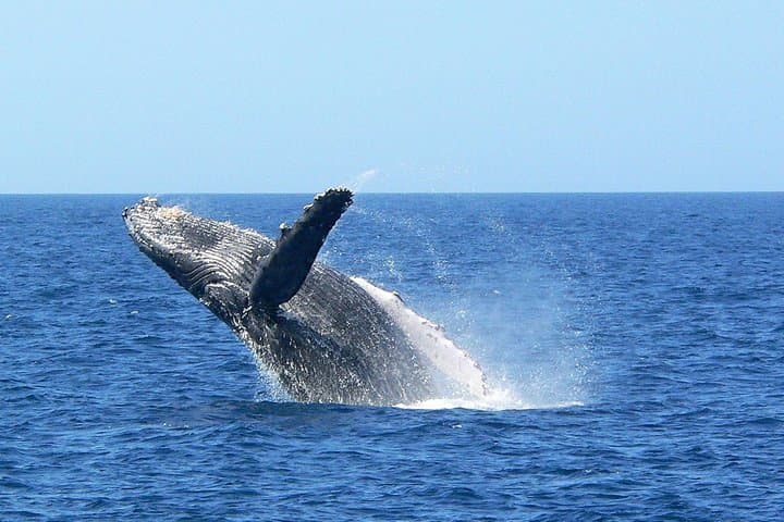 Okinawa Whale Watching from Naha: Winter Humpback Excursions photo 4