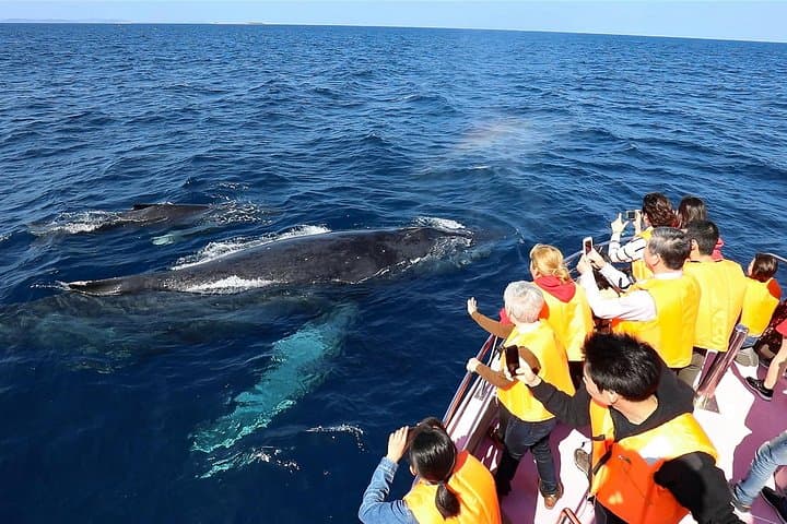 Okinawa Whale Watching from Naha: Winter Humpback Excursions photo 3