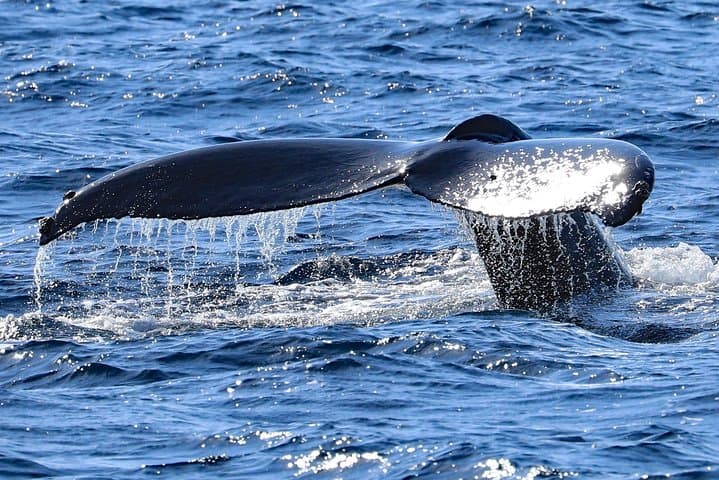 Okinawa Whale Watching from Naha: Winter Humpback Excursions photo 6