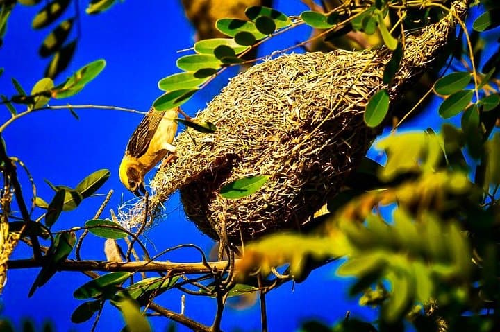 Bagan Birdwatching: Full-Day Explorer Through Temples and Dry Forest
