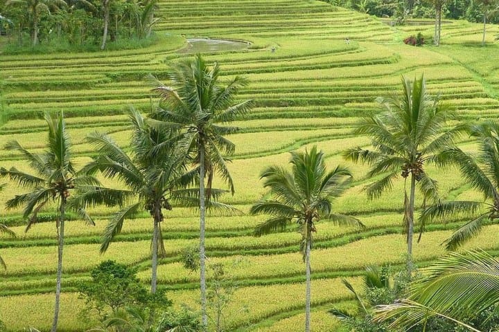 Jatiluwih and Tanah Lot: Full-Day Rice Terraces, Lake Temples & Sunset photo 1