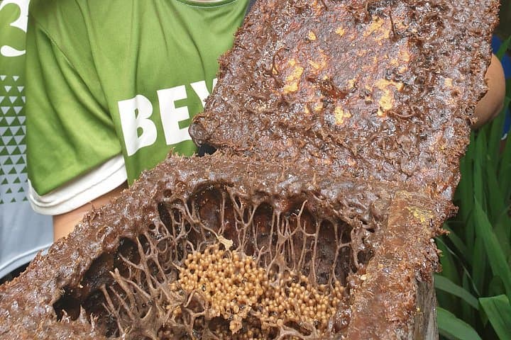 Milea Bee Farm Tour: Guided Honey Tasting & Farm Visit near Manila photo 4