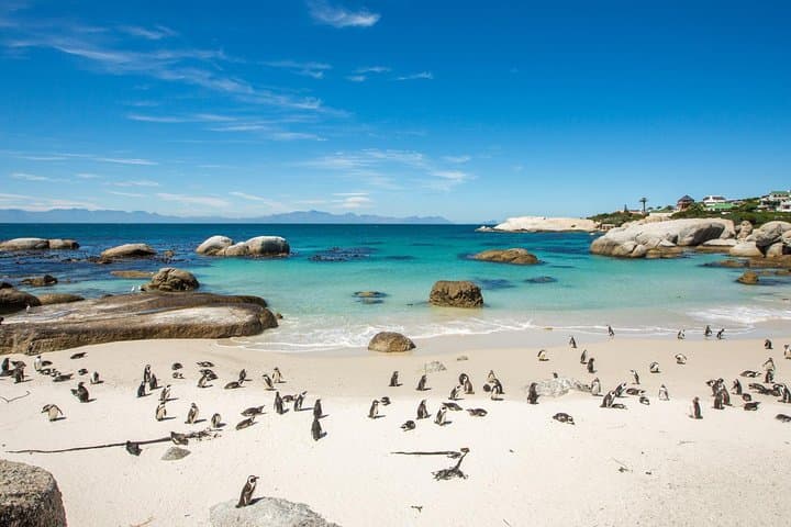Cape Point & Boulders Beach Road Trip — Penguins, Seals and Coastal Views