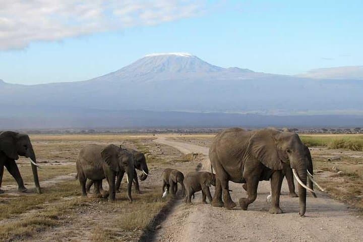 3-Day Amboseli Private Safari: Kilimanjaro Views & Big Game photo 2