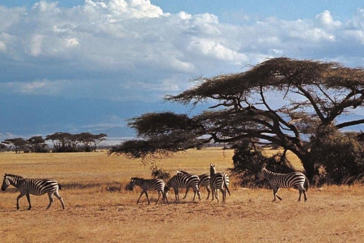 3-Day Amboseli Private Safari: Kilimanjaro Views & Big Game photo 3