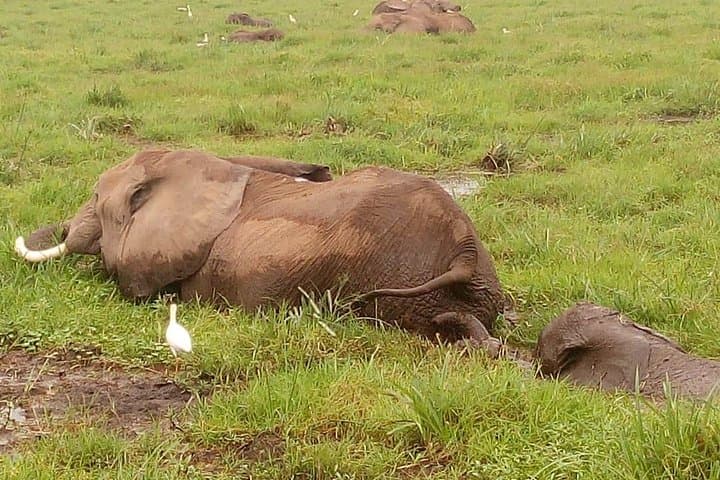 3-Day Amboseli Private Safari: Kilimanjaro Views & Big Game photo 4