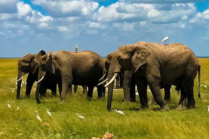 8-Day Stunning Safari in Kenya and Tanzania — Masai Mara, Ngorongoro & Serengeti