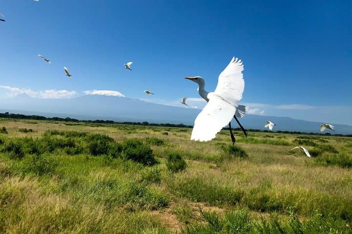 8-Day Stunning Safari in Kenya and Tanzania — Masai Mara, Ngorongoro & Serengeti photo 2