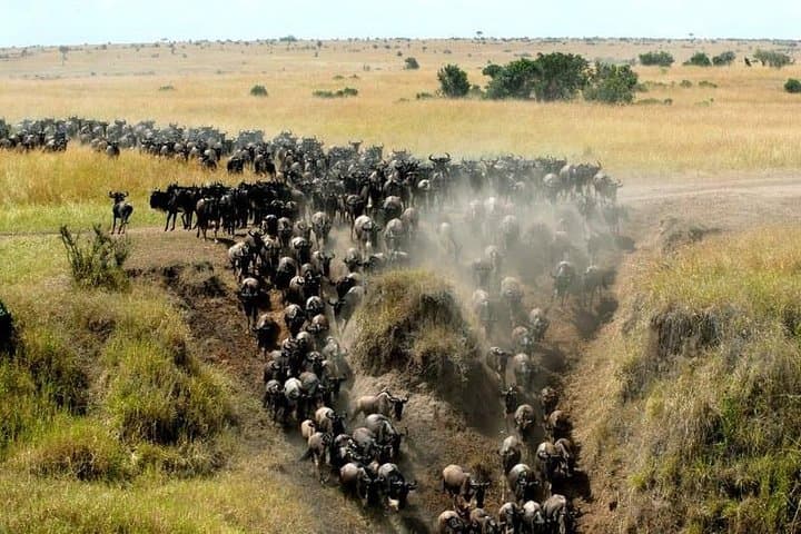 8-Day Stunning Safari in Kenya and Tanzania — Masai Mara, Ngorongoro & Serengeti photo 6