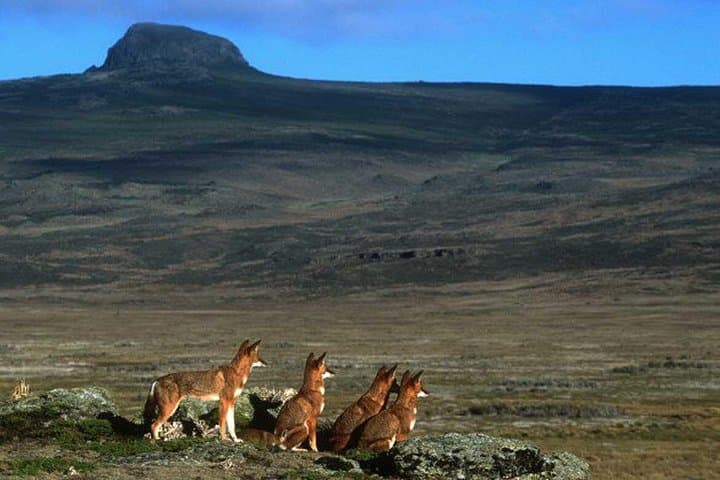 3-Day Bale Mountains Trek: Sanetti Plateau & Harenna Forest Adventure