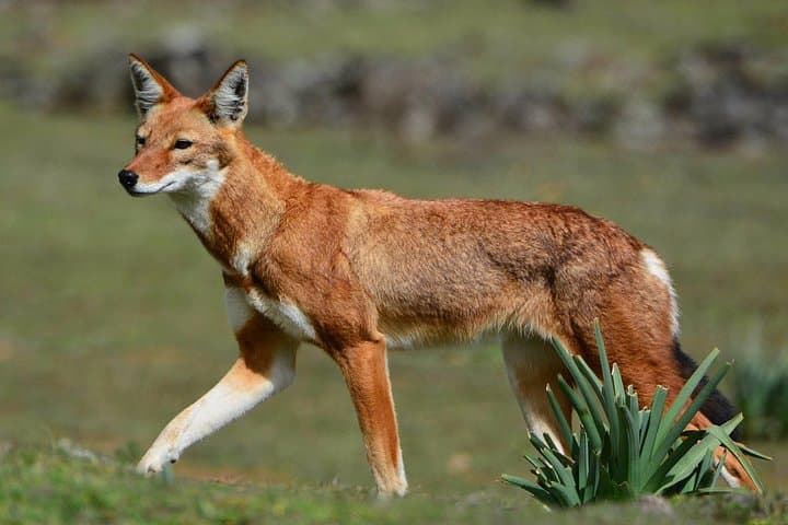 3-Day Bale Mountains Trek: Sanetti Plateau & Harenna Forest Adventure photo 4