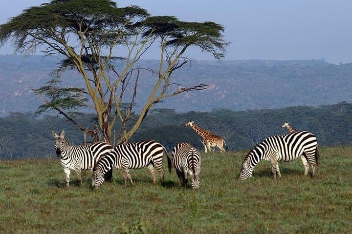 3-Day Meru National Park Safari: Private Game Drives, Birding & Elephant Herds