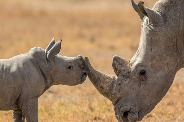 Ol Pejeta Overnight Safari and Mount Kenya Short Ascent photo 6