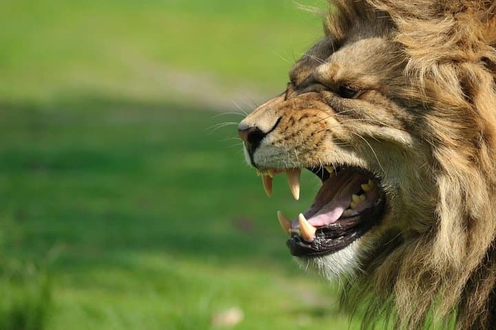 Full-Day Aquila Safari: Big 5 Game Drive from Cape Town photo 5