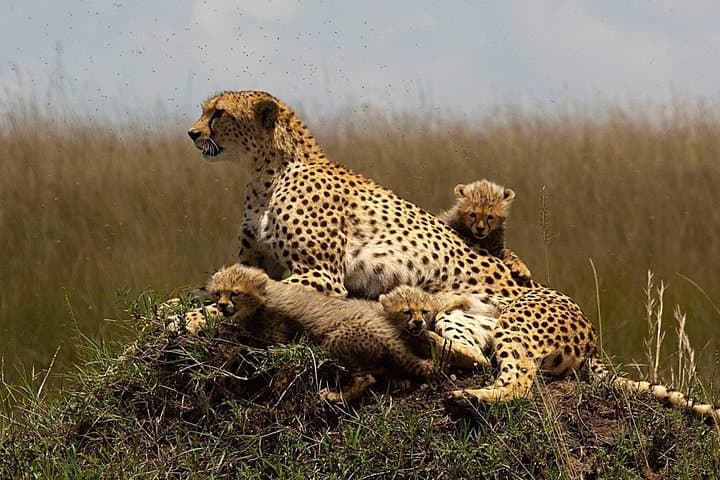Full-Day Aquila Safari: Big 5 Game Drive from Cape Town photo 6