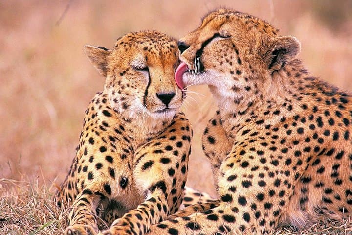 Full-Day Aquila Safari: Big 5 Game Drive from Cape Town photo 3