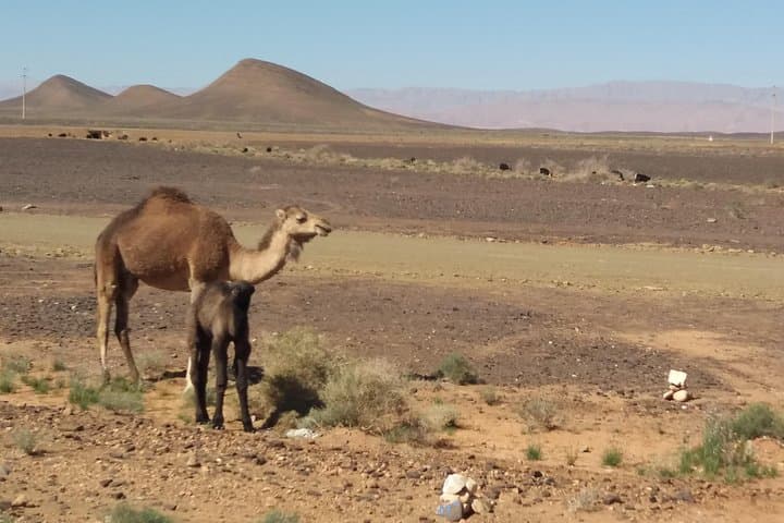 Marrakech to the Sahara Gate: Ait Ben Haddou, Tichka Pass & Telouet Day Trip photo 3