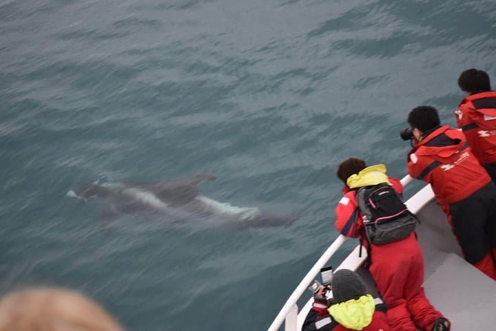 Reykjavik Whale and Puffin Watching Combo — Old Harbour Boat Tours photo 4