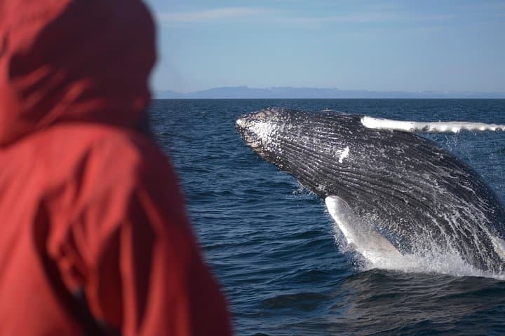 Reykjavik Whale and Puffin Watching Combo — Old Harbour Boat Tours photo 3