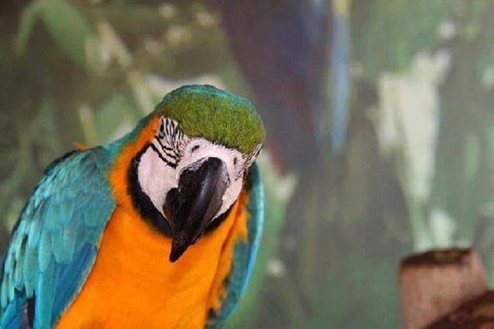 Private Tour from Cairo to Africano Park — Day Safari & Wildlife Encounters photo 1