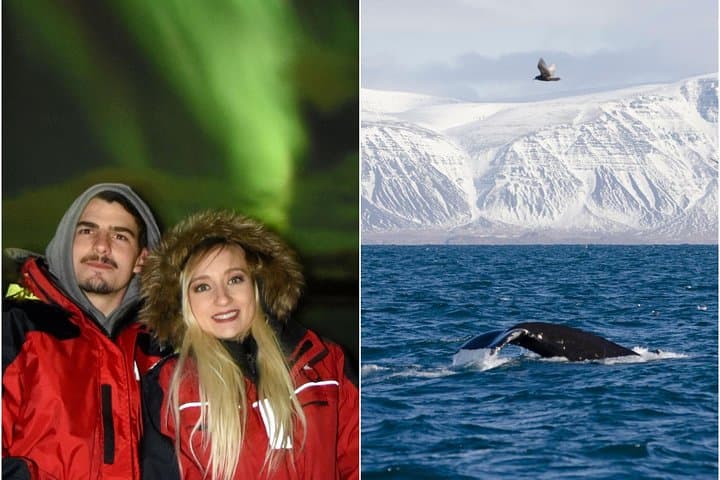 Reykjavik Winter Combo: Whale Watching by Day, Northern Lights by Night