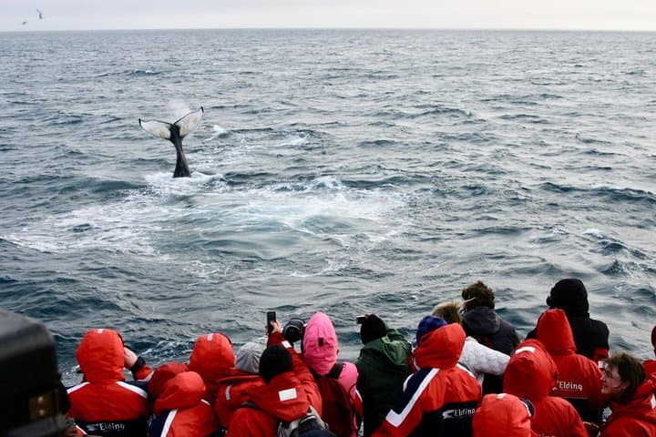 Reykjavik Winter Combo: Whale Watching by Day, Northern Lights by Night photo 3