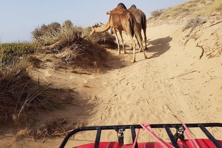 Essaouira Quad & Camel: Diabat Beach, Dunes and Pine Forest Tour photo 6